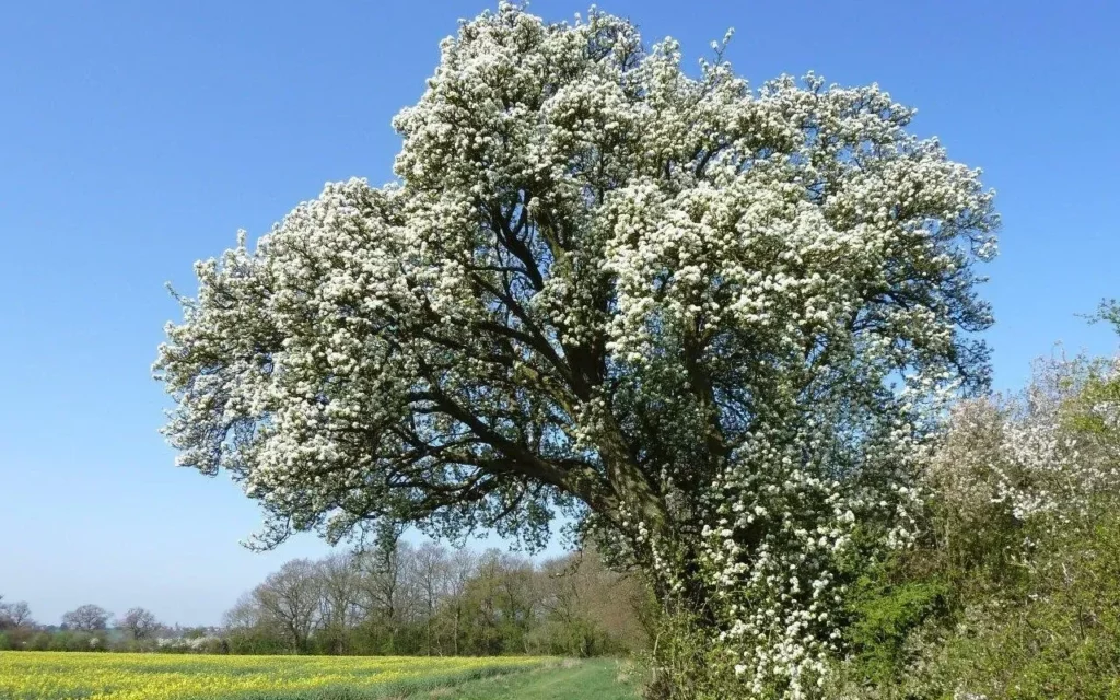 Wild Pear tree dating back 250 years hit by HS2 virus outbreak