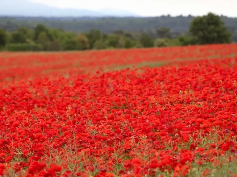 Remembrance Day for the Fallen, 11am