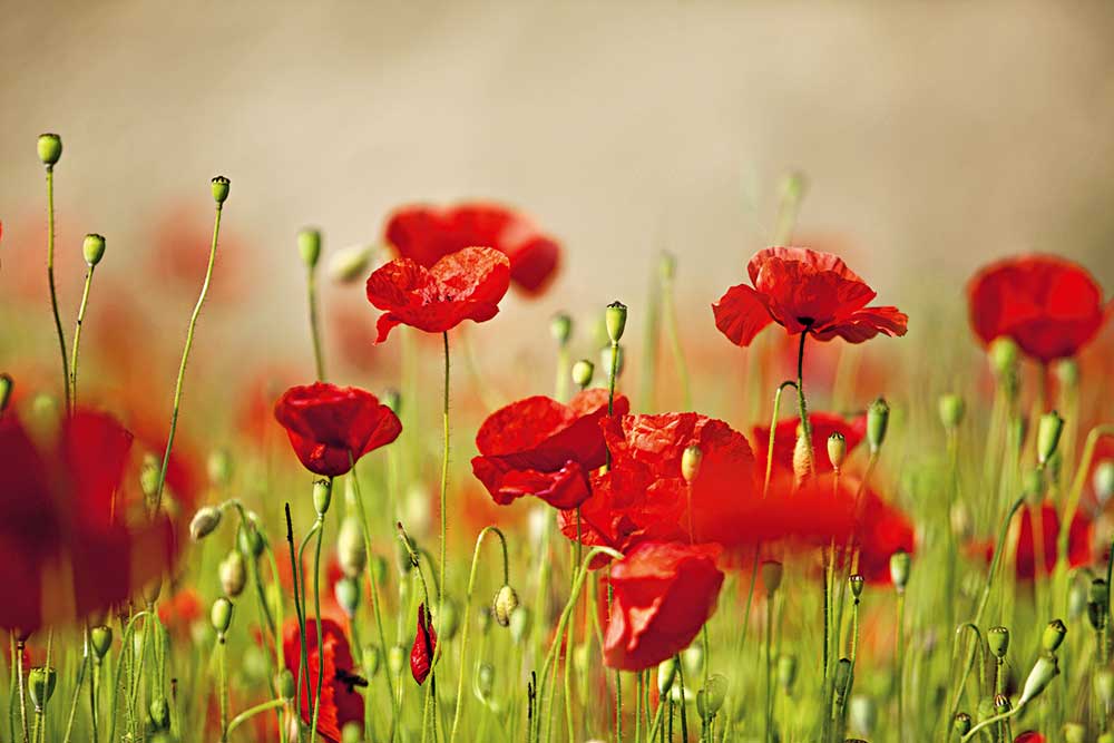 Remembrance Day for the Fallen, 11 Nov, 11am