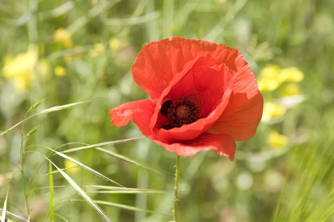 Remembrance day, 11 Nov, 11am